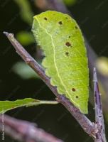 Chenille du Flambé (Iphiclides podalirius) / Adobe Stock